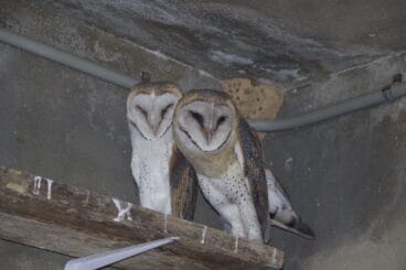 l'eatim de jesus pobre comptara amb mes exemplars d'aus rapinyaires per combatre les plagues