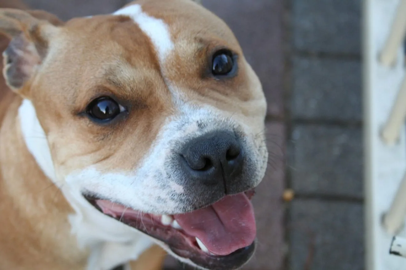 20% menos en limpieza dental para tu perro en Dénia - Clínica Veterinaria El Saladar