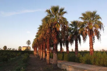 Palmeras en la Vía Verde de Dénia