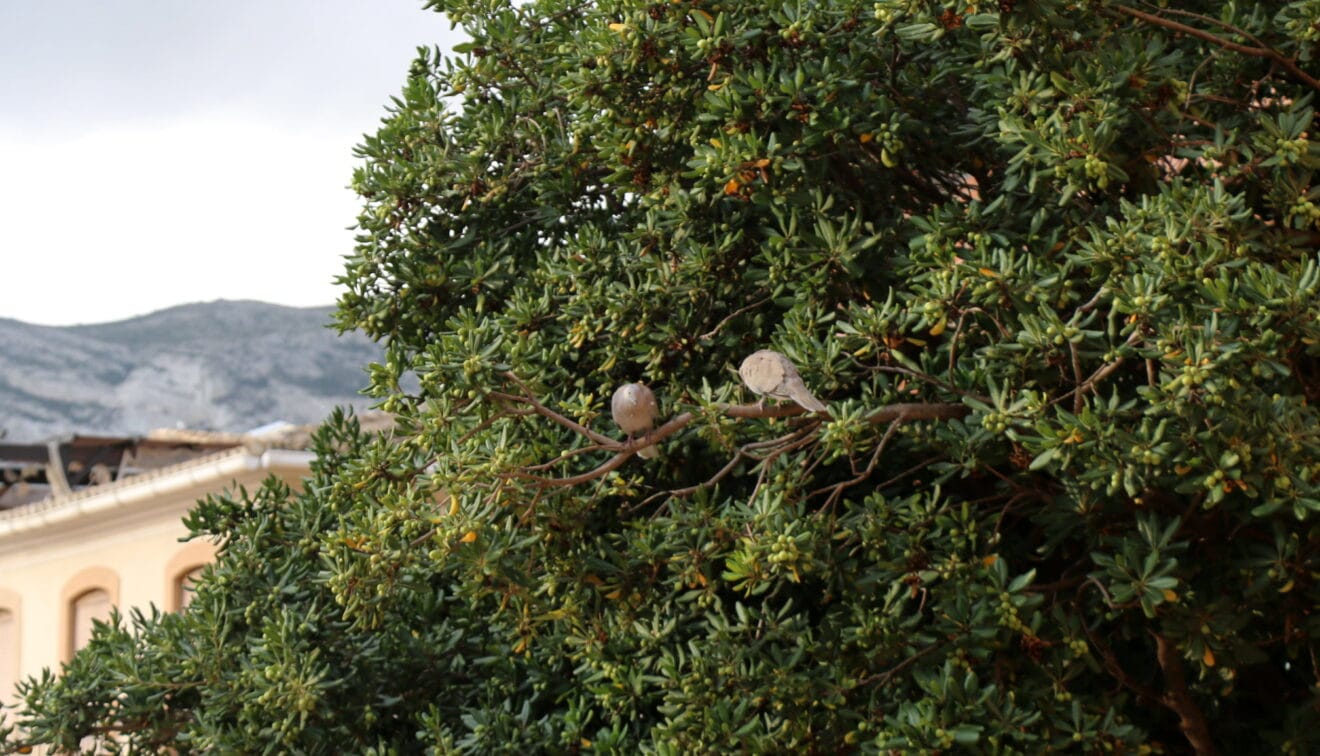Palomas en la plaza de la Constitución