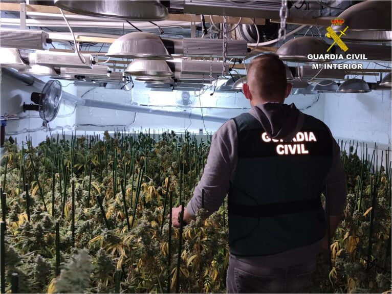 Plantación de marihuana en el sótano