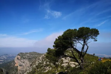 Árbol en un precipicio, en la ruta de ascenso a la Creueta del Montgó
