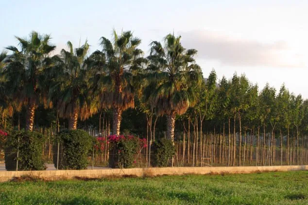 La Vía Verde de Dénia: cómo llegar, ruta y fotos 47 vegetacion al lado de la via verde denia