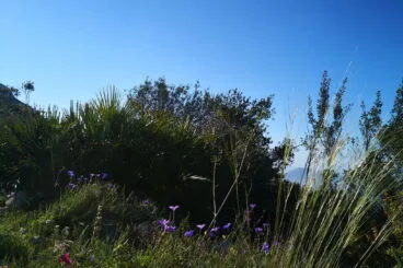 Vegetación arbustiva durante el recorrido de ascenso a la Creueta del Montgó