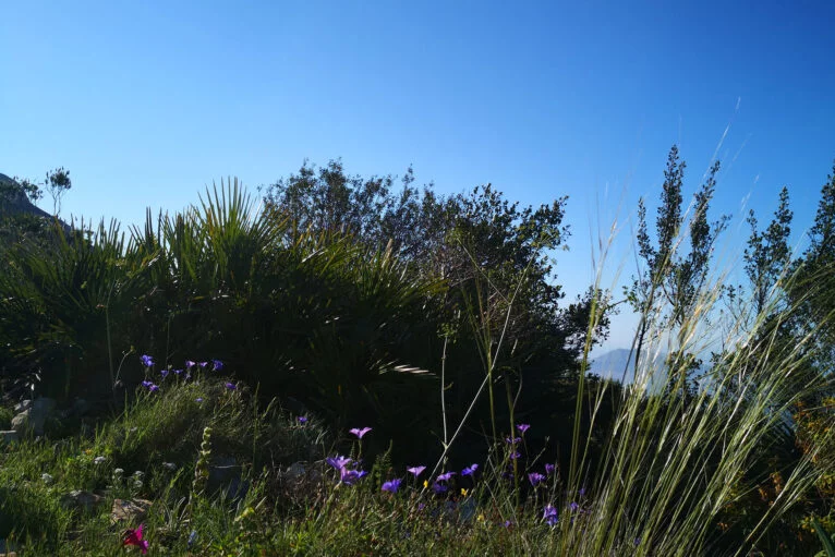 Кустарниковая растительность во время восхождения на Креуэта-дель-Монтго