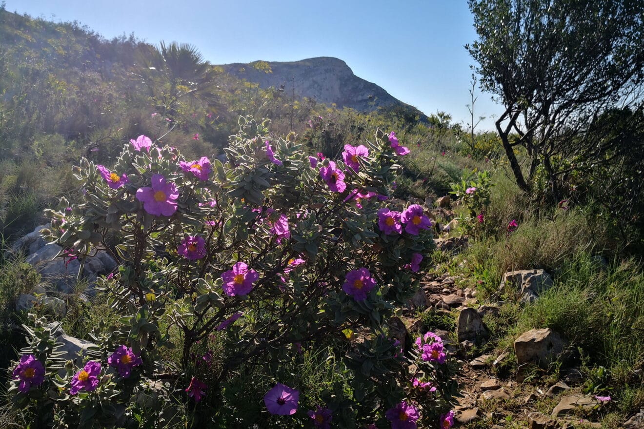 Vegetación durante el recorrido de ascenso a la Creueta del Montgó