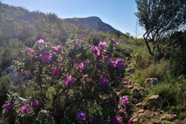 Vegetación durante el recorrido de ascenso a la Creueta del Montgó