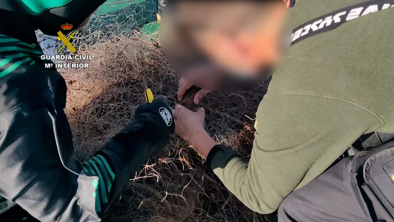 Agentes liberando a especies que habían quedado atrapadas en las redes
