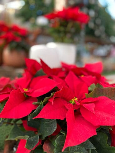 Comprar flores de pascua en Dénia – Natura Garden