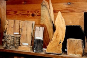 Ébano de ceylan, muestra de la xiloteca de Manuel