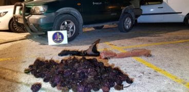 Erizos de Mar recuperados