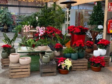 flores de pascua denia natura garden