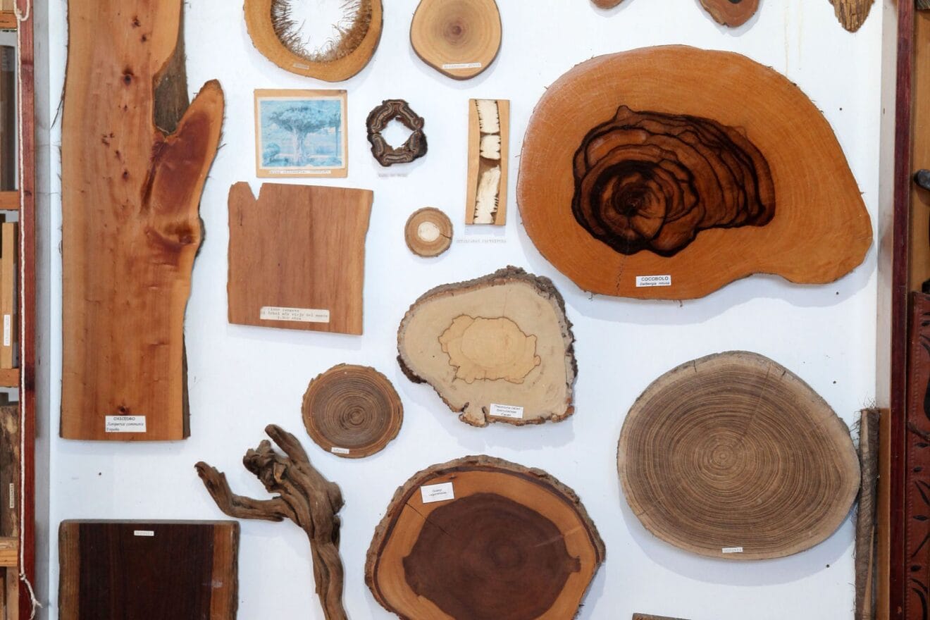 Muestras en la pared de la xiloteca