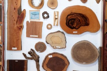 Muestras en la pared de la xiloteca