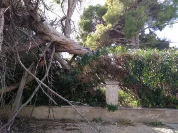 Árbol caído frente al Club Náutico