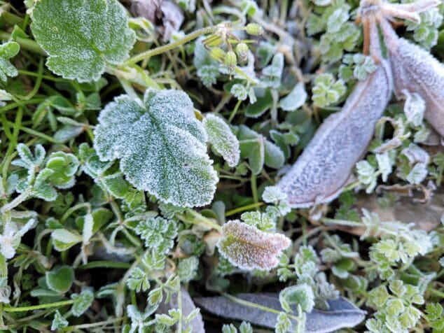 Dénia amanece bajo una capa de hielo 1 Imagen: Hojas congeladas en Dénia