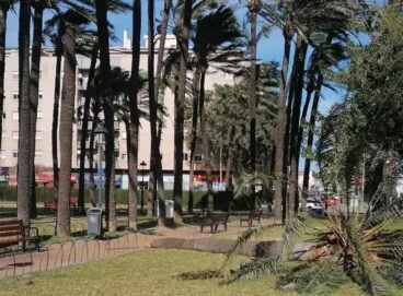 Palmera rota en la plaza Jaume I