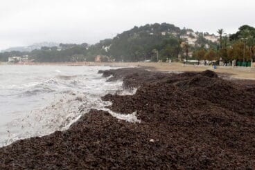 Temporal de principios de 2021 en Dénia 38