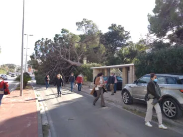 trafico cerrado frente al nautico por la caida de un arbol