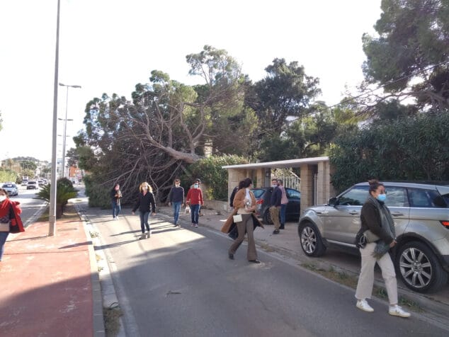 La borrasca Hortensia golpea Dénia: calles cortadas, árboles caídos y parques cerrados 2 Imagen: Tráfico cerrado frente al Náutico por la caída de un árbol
