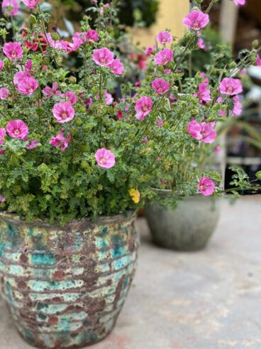 Detalles florales en San Valentín – Natura Garden