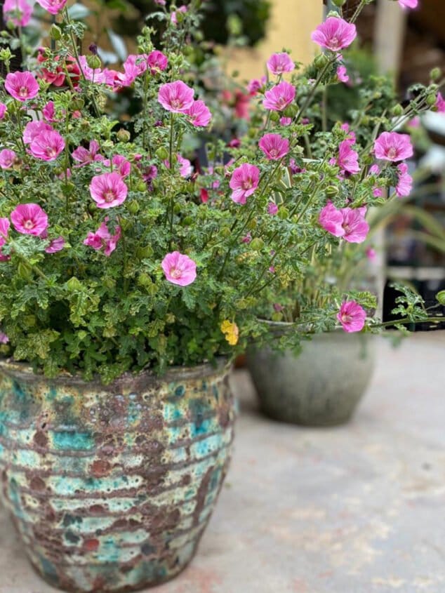 detalles florales san valentin natura garden