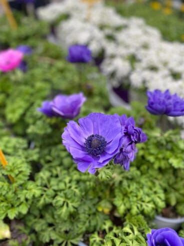 Detalles naturales para San Valentín – Natura Garden