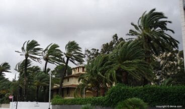 el viento golpea los arboles en denia