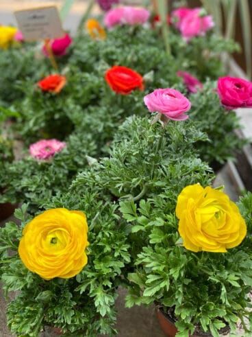 Flores y plantas para San Valentín – Natura Garden