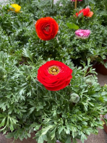 Plantas de regalo para San Valentín – Natura Garden