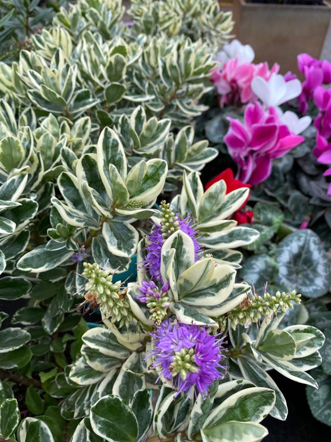 Regala flores y plantas en San Valentín - Natura Garden