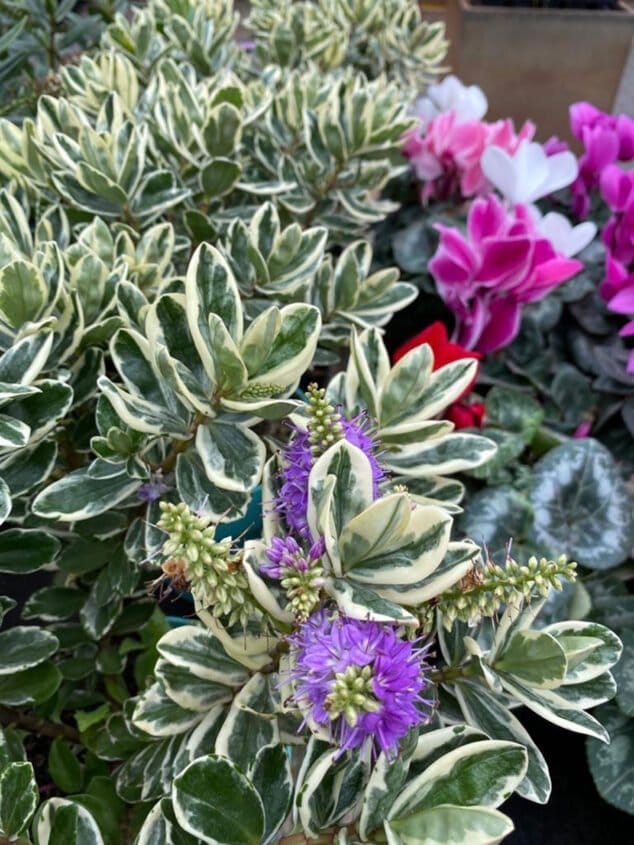 regala flores y plantas en san valentin natura garden