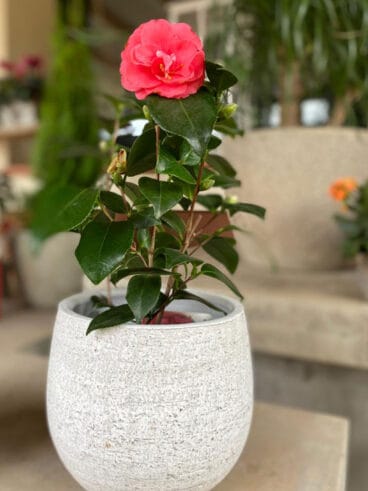 Regala una planta en San Valentín – Natura Garden