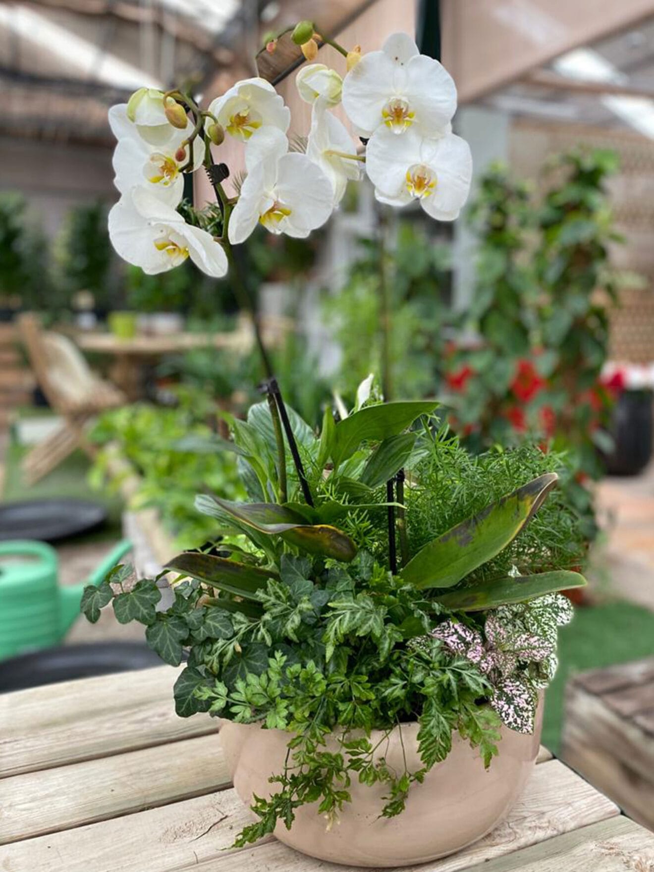Regala una orquídea para San Valentín en Dénia - Natura Garden