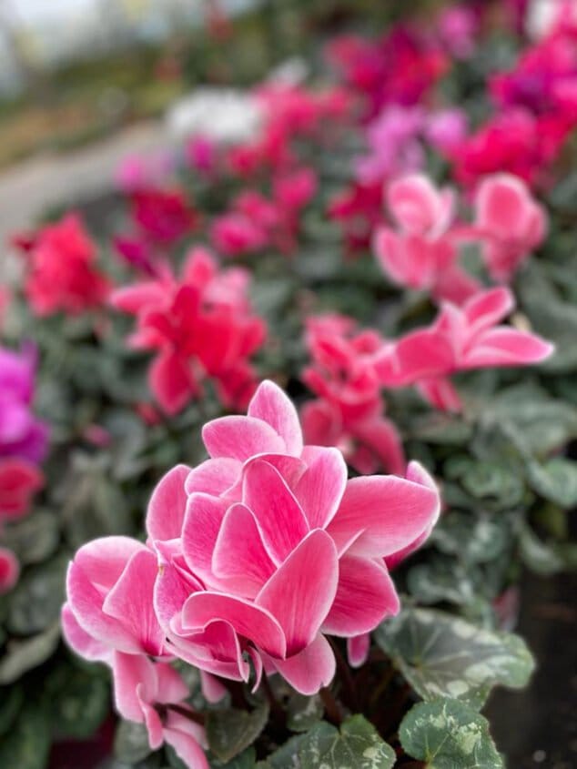 Imagen: Regalos para San Valentín en Dénia - Natura Garden