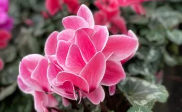 Geschenke zum Valentinstag im Denia Natura Garden vorgestellt