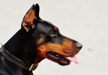 vacuna contra la leishmaniosis denia clinica veterinaria el saladar