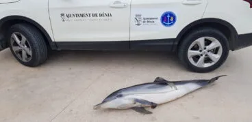 delfin hallado en la playa punta del raset