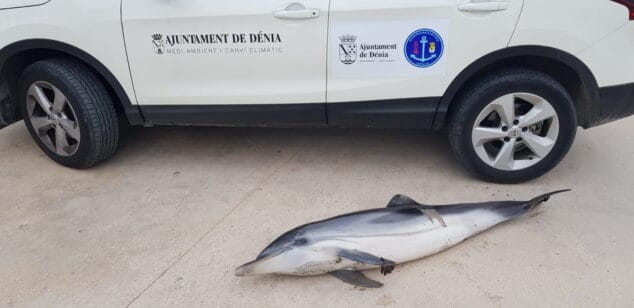 Imagen: Delfín hallado en la playa Punta del Raset