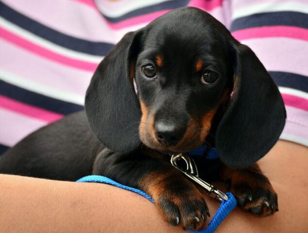 Identifica a tu mascota con microchip en CYNOS Clínica Veterinaria 1 Imagen: Poner microchip a las mascotas en Dénia - CYNOS Clínica Veterinaria