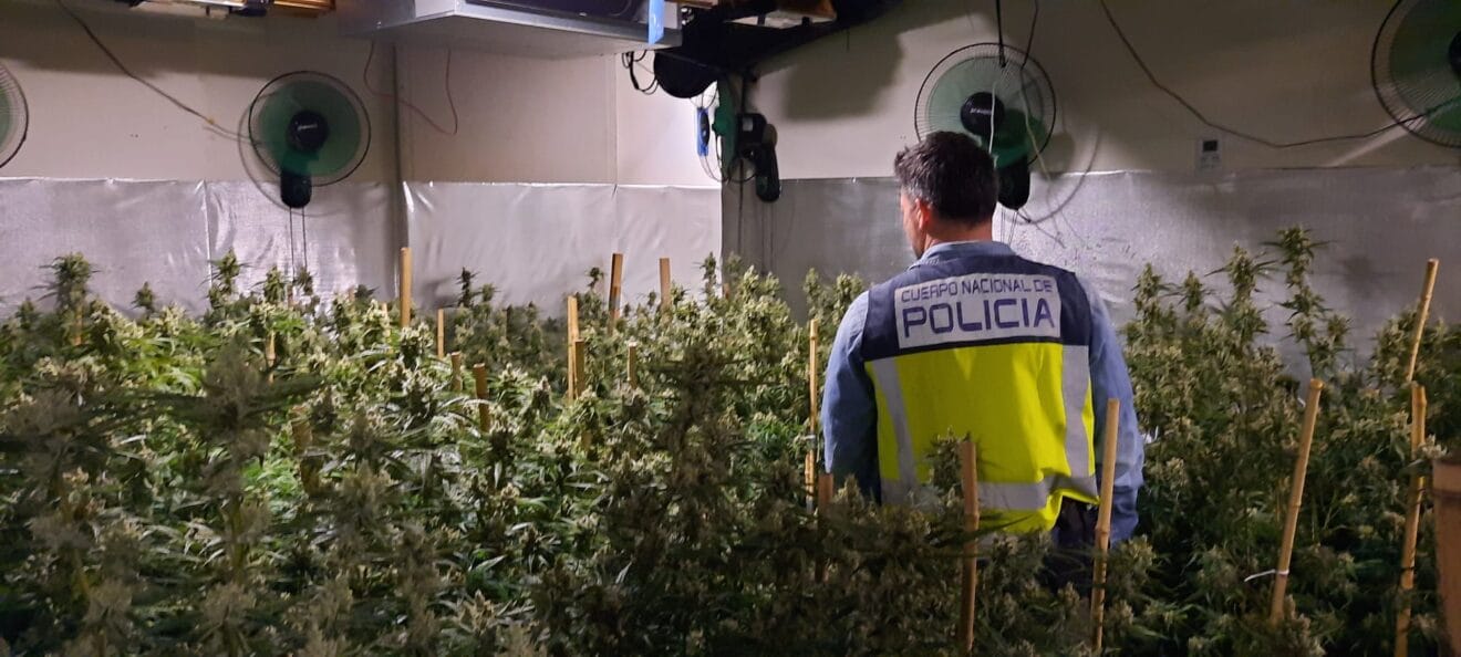 Plantación indoor de marihuana en Dénia