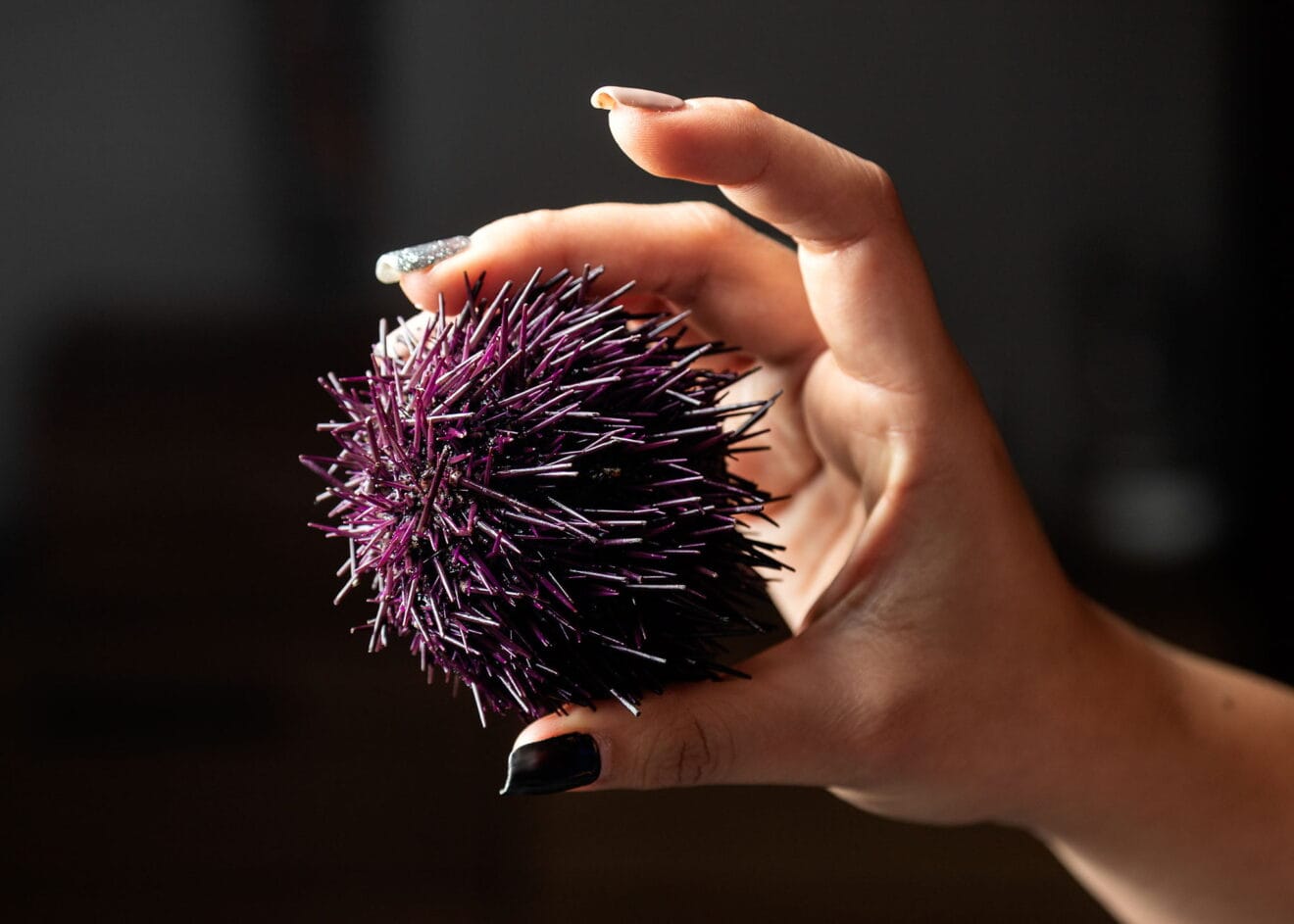 Erizo de mar fresco en El Racó de la Xara