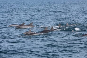 delfines frente a la costa de denia