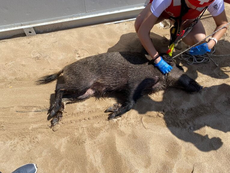 Wildschwein in den Gewässern von Dénia . gerettet