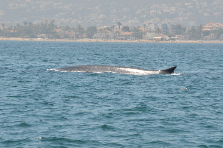 Whale watching off the coast of Dénia