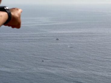 avistamiento de una ballena junto a la costa de denia