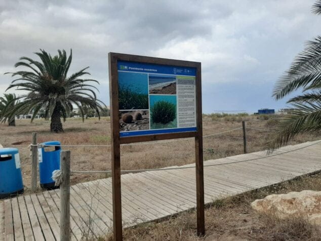 Dénia informa con paneles la importancia de proteger la posidonia y el chorlitejo patinegro 2 Imagen: Panel informativo de la Posidonia