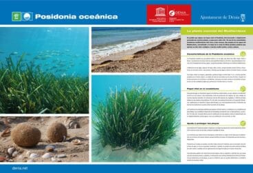 Información sobre la Posidonia Oceánica