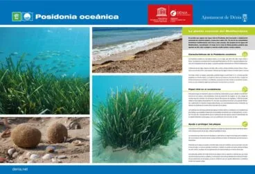 Información sobre la Posidonia Oceánica