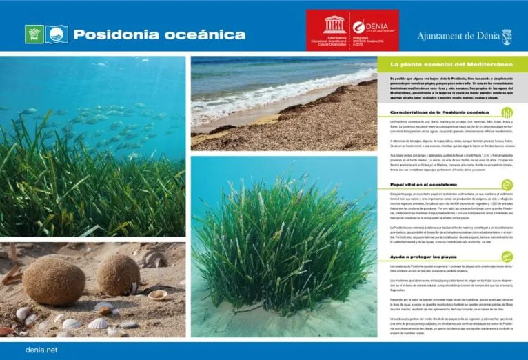 Información sobre la Posidonia Oceánica